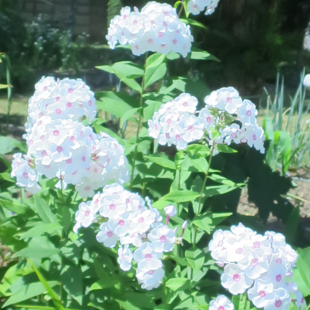 f:id:atarou:20210727064919p:plain