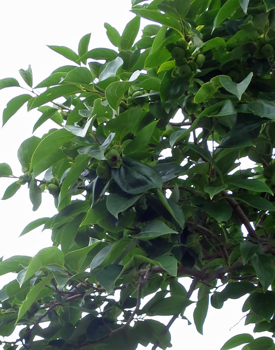 f:id:atarou:20210730062141p:plain