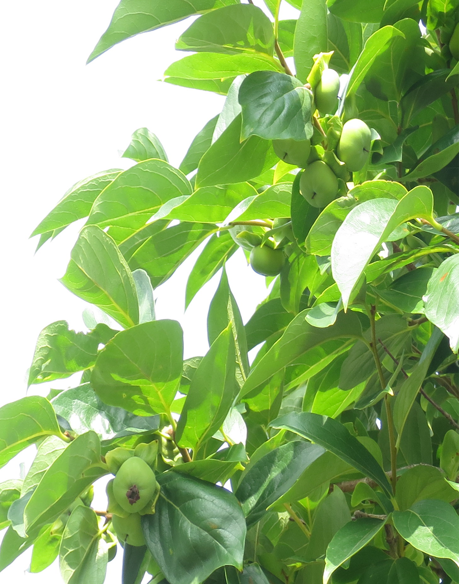 f:id:atarou:20210806061425p:plain