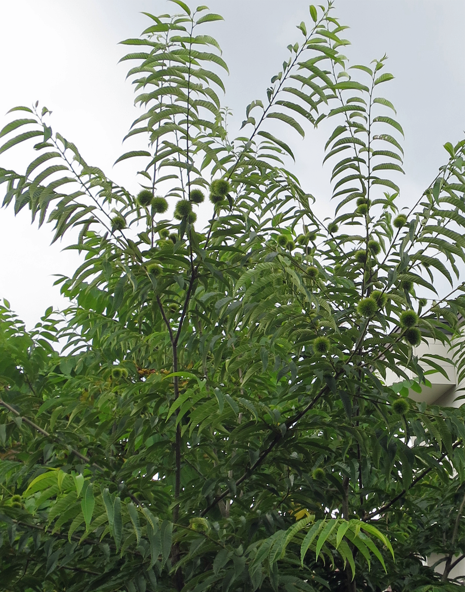 f:id:atarou:20210806063419p:plain