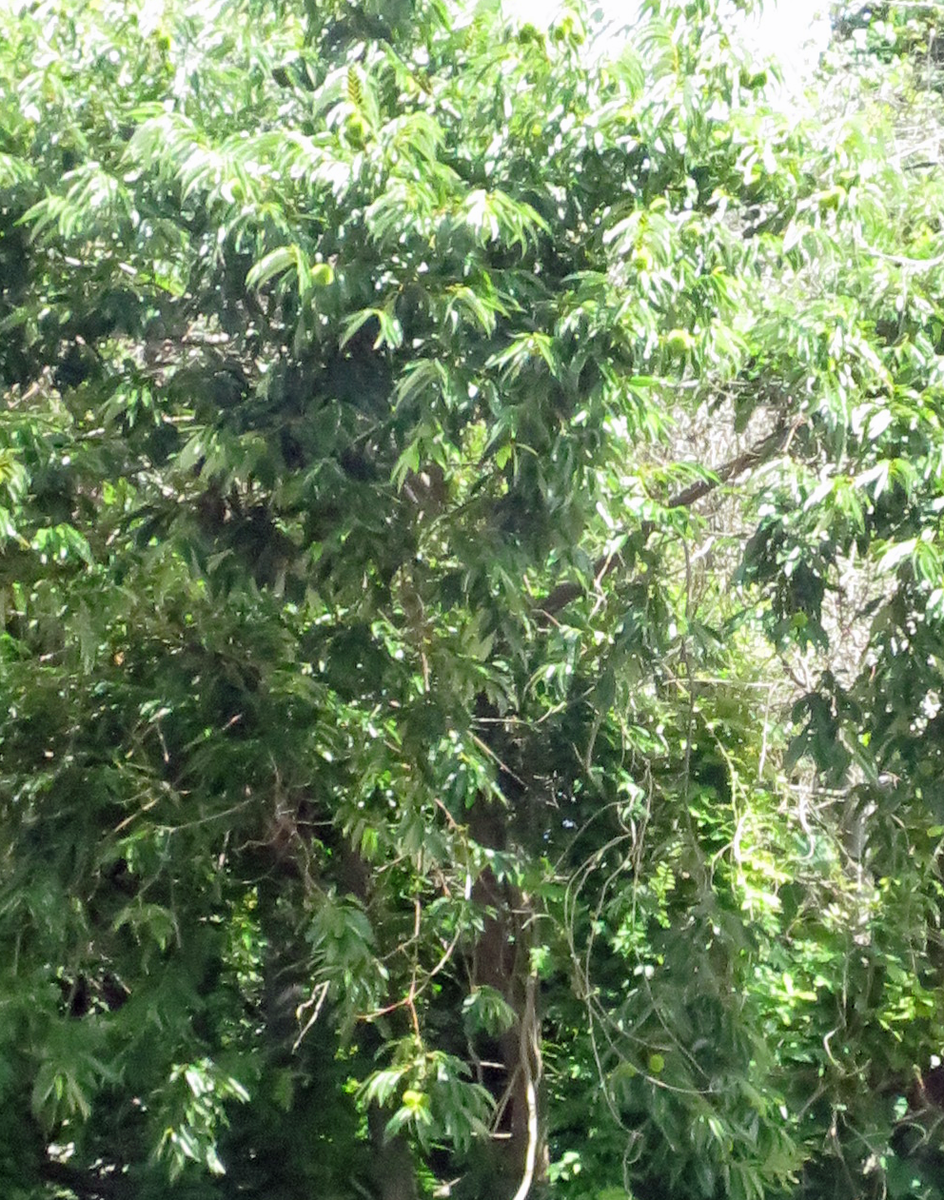f:id:atarou:20210821061602p:plain