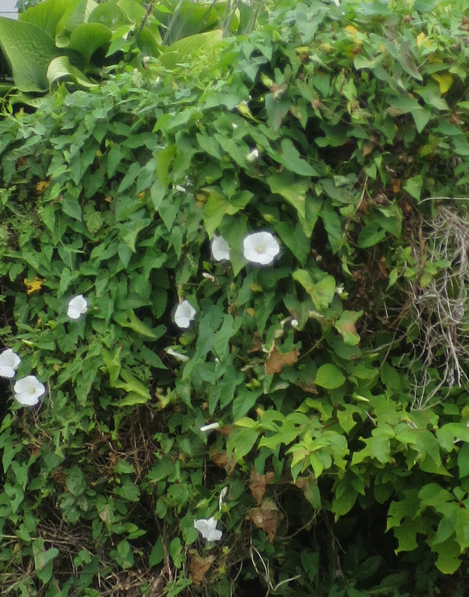 f:id:atarou:20210909062525p:plain