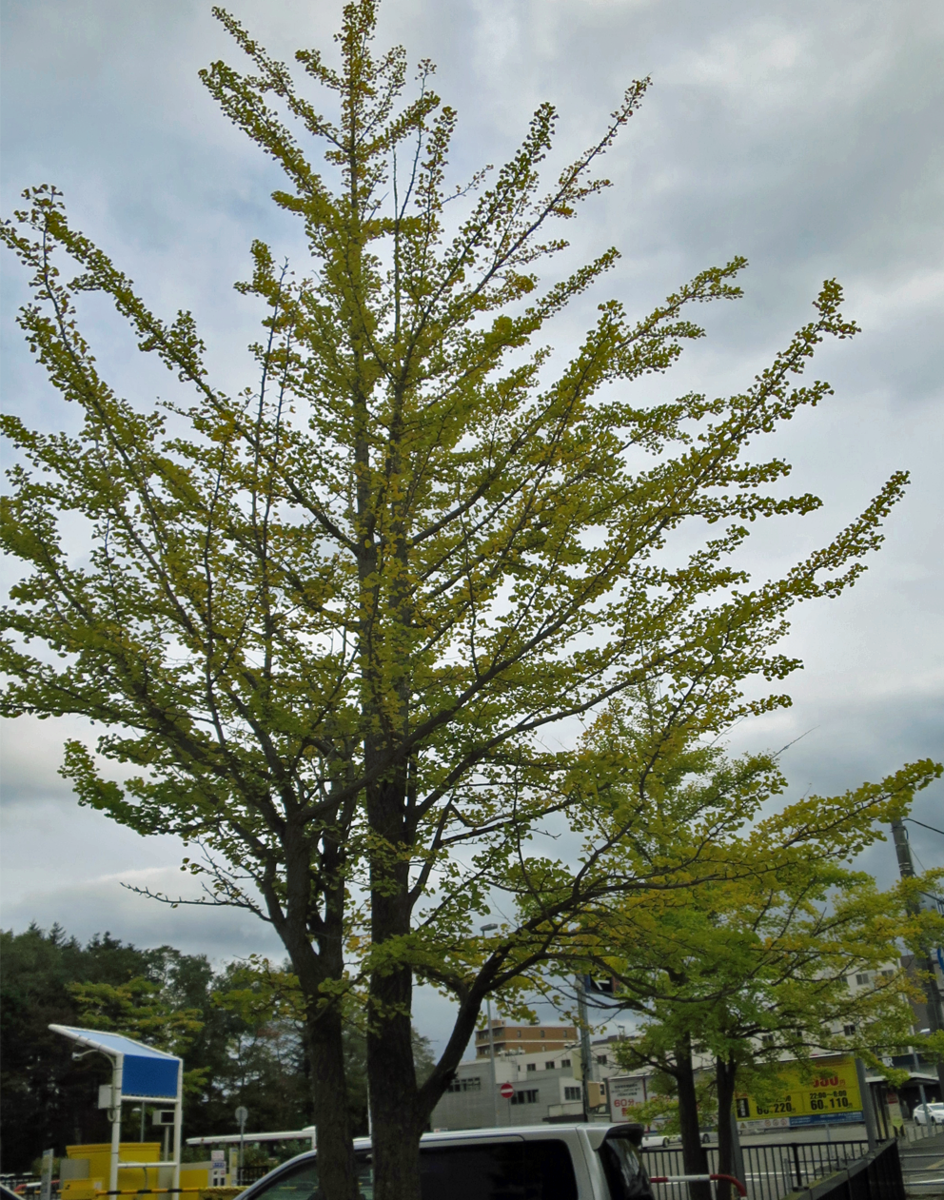 f:id:atarou:20211012060531p:plain