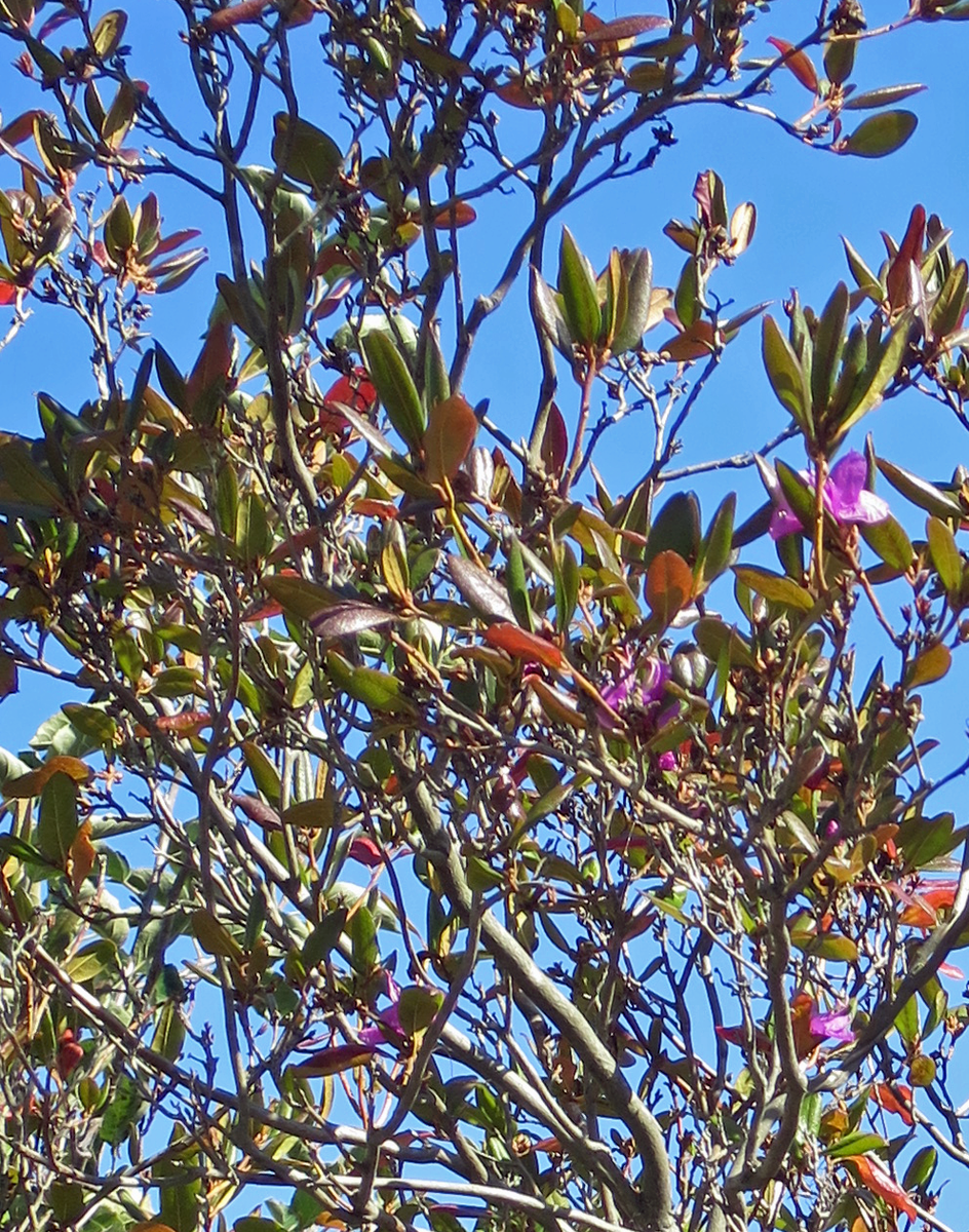 f:id:atarou:20211014060503p:plain