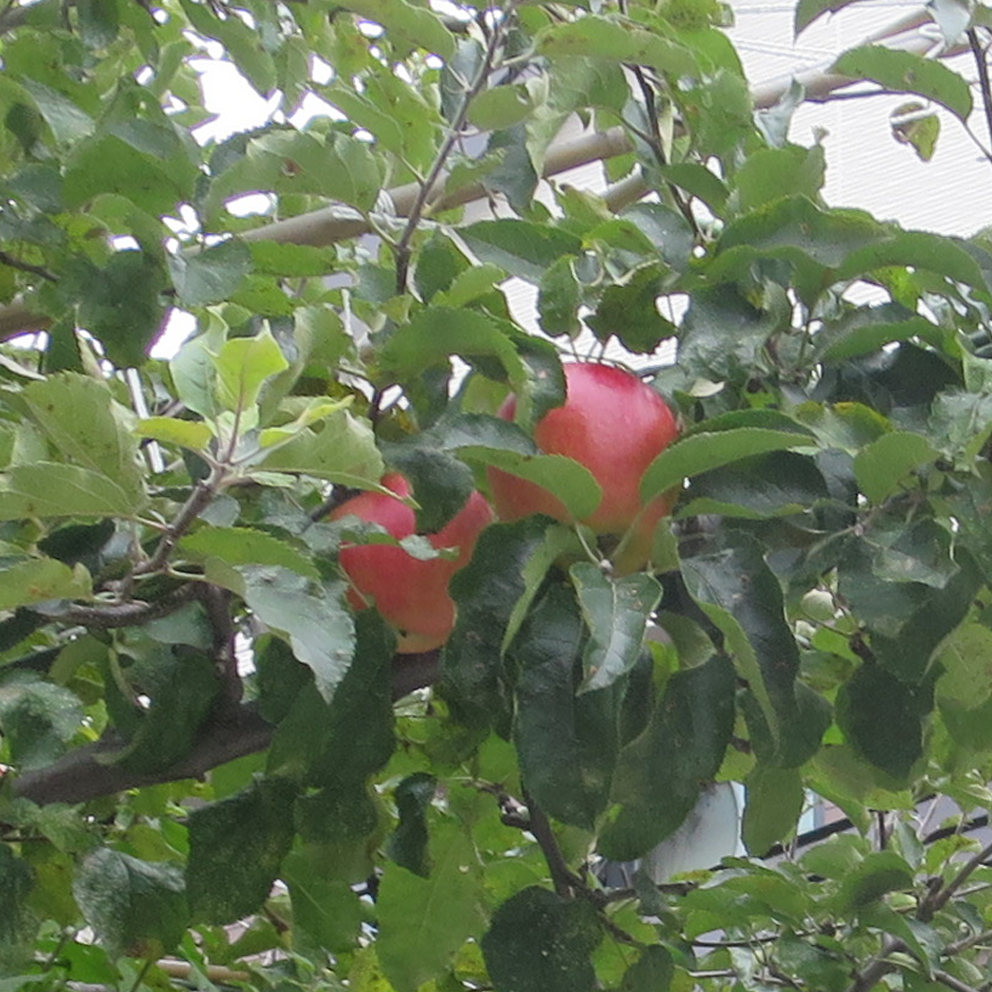 f:id:atarou:20211030060602p:plain