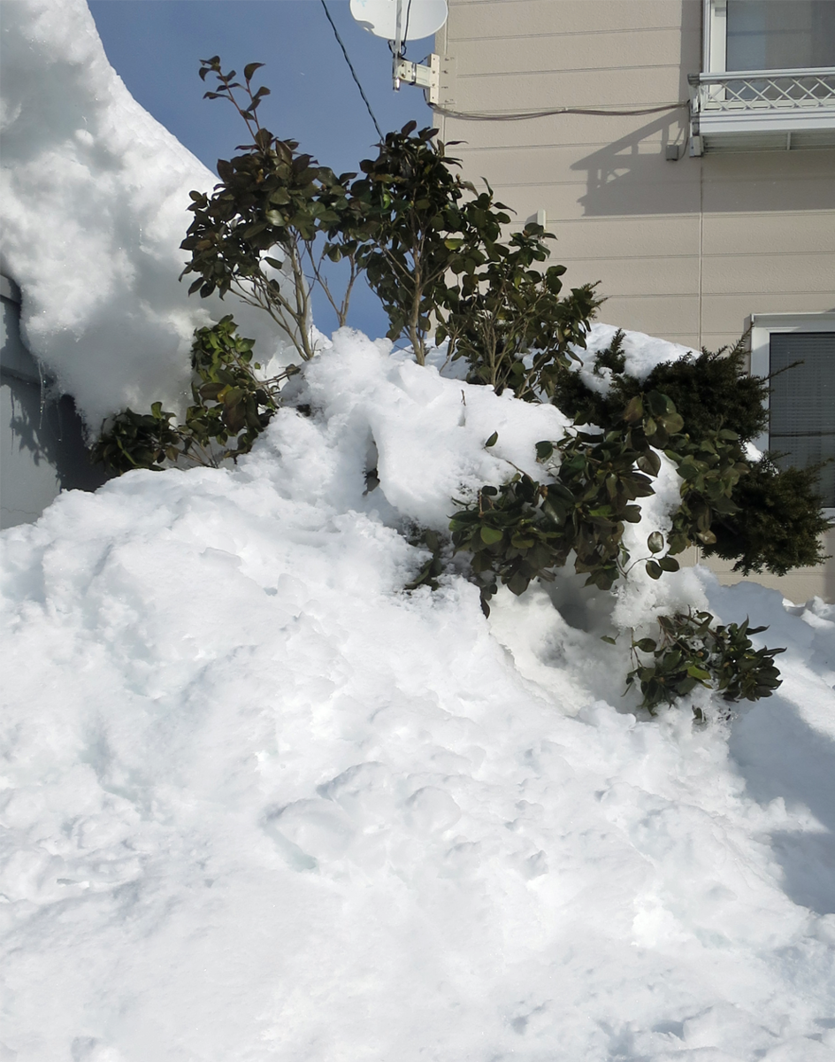 f:id:atarou:20220122063128p:plain