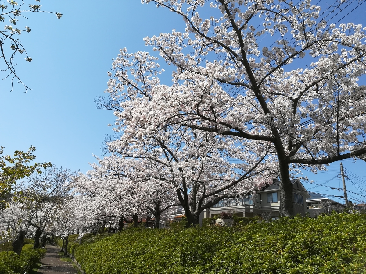 桜の写真