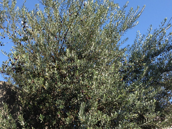 f:id:atelier-agen:20161026021825j:plain