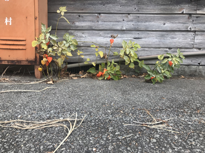f:id:atelier-agen:20181029215032j:plain f:id:atelier-agen:20181029215032j:plain