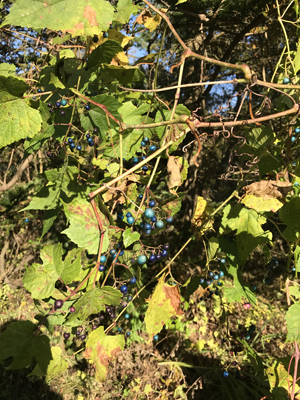 f:id:atelier-agen:20181029215110j:plain f:id:atelier-agen:20181029215110j:plain