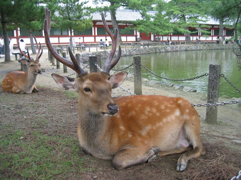 うましか菌の行方 - 時の栞・翡翠工房