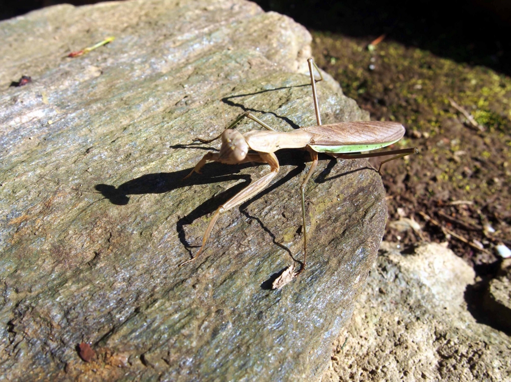 f:id:atelier-maan:20170110131409j:plain