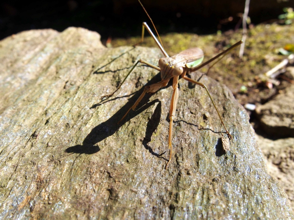 f:id:atelier-maan:20170110131419j:plain