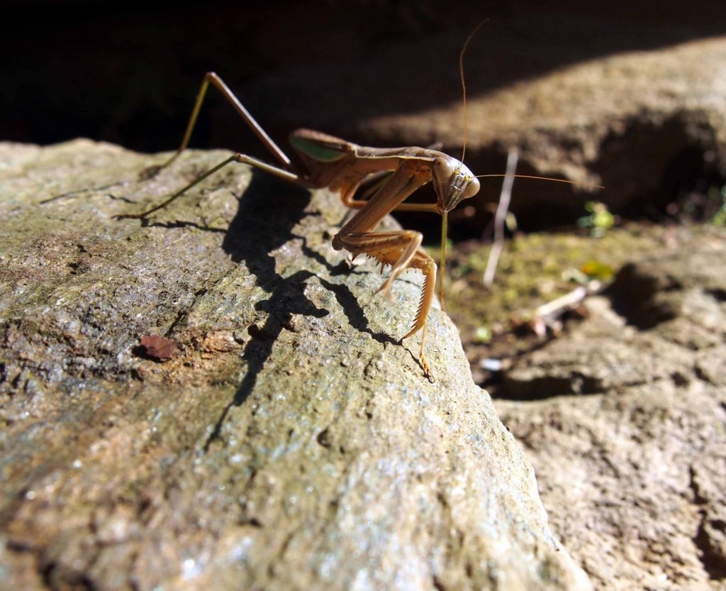 f:id:atelier-maan:20170110131449j:plain