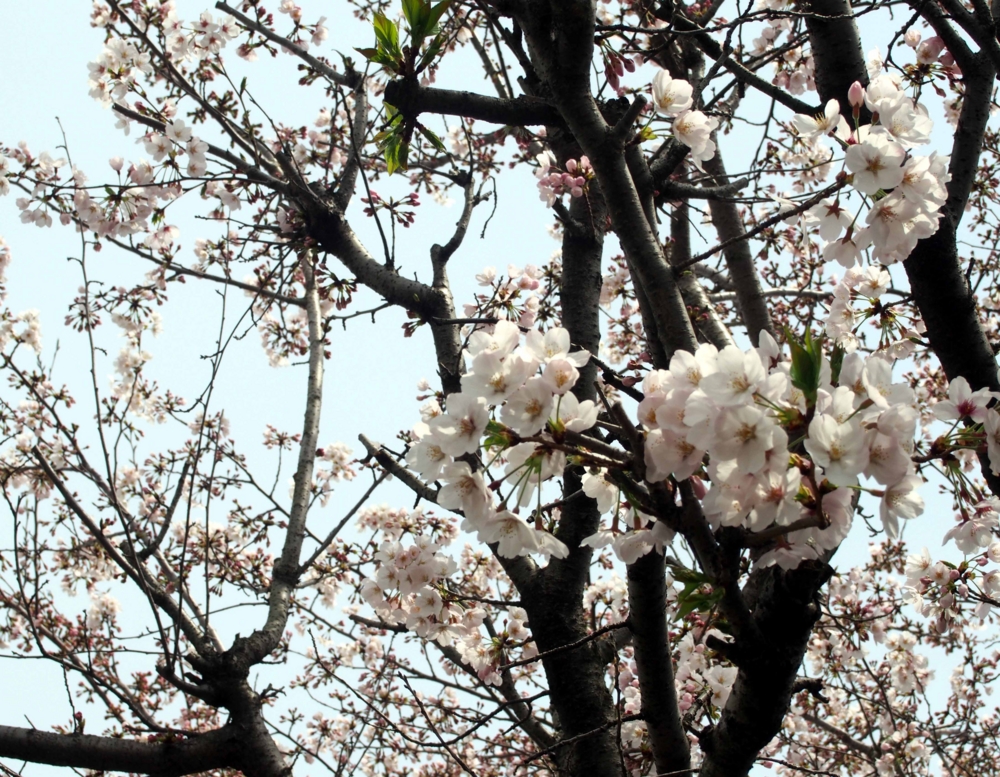 f:id:atelier-maan:20170410122907j:plain f:id:atelier-maan:20170410122907j:plain