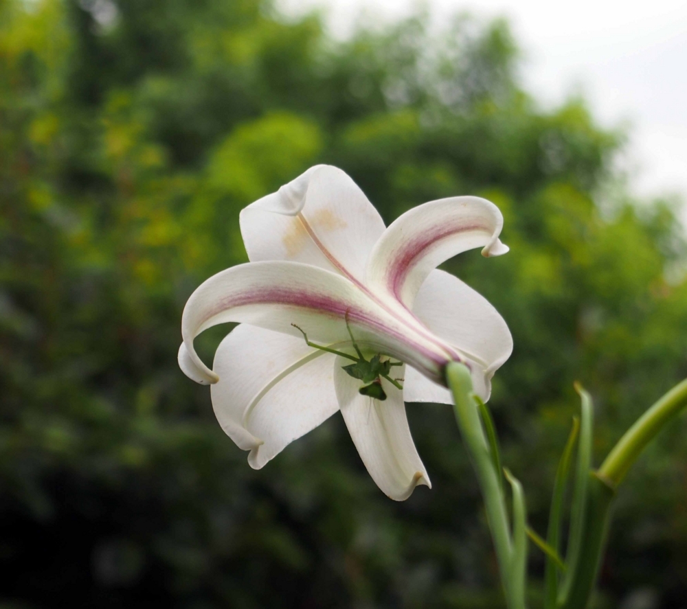 f:id:atelier-maan:20180811182149j:plain