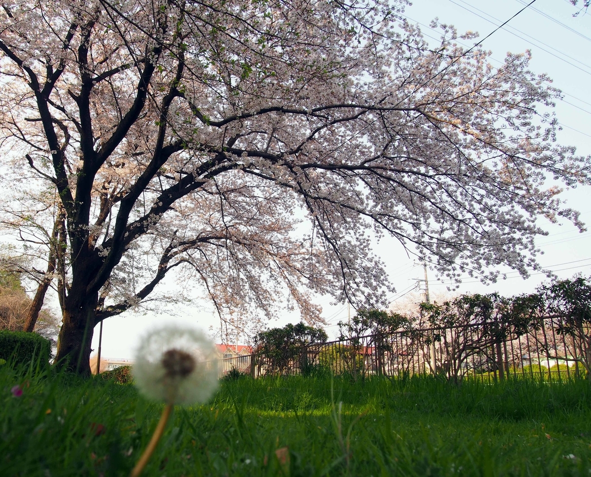 f:id:atelier-maan:20190407163702j:plain