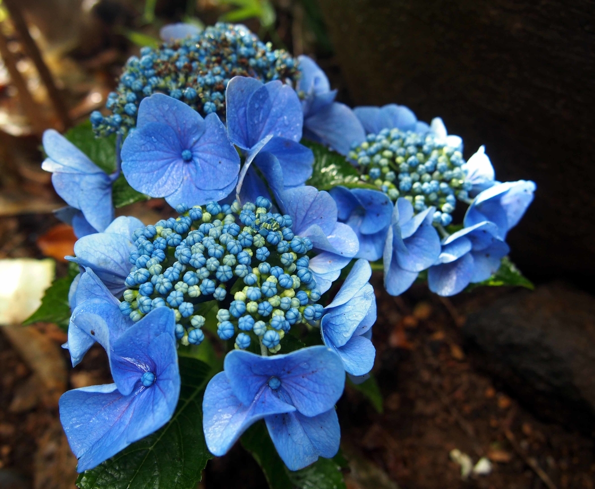 f:id:atelier-maan:20190624155940j:plain