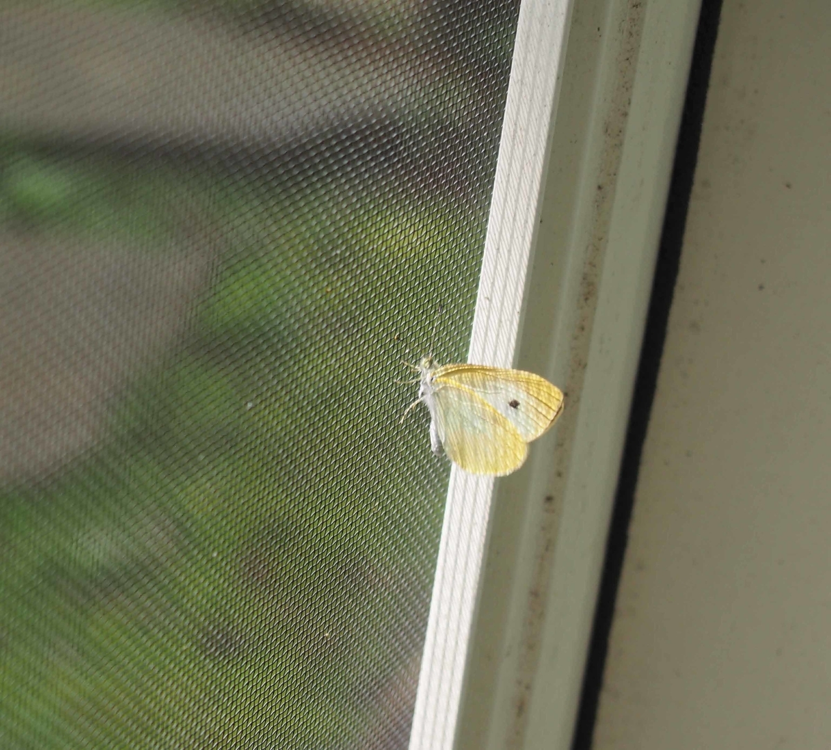 f:id:atelier-maan:20190703100930j:plain