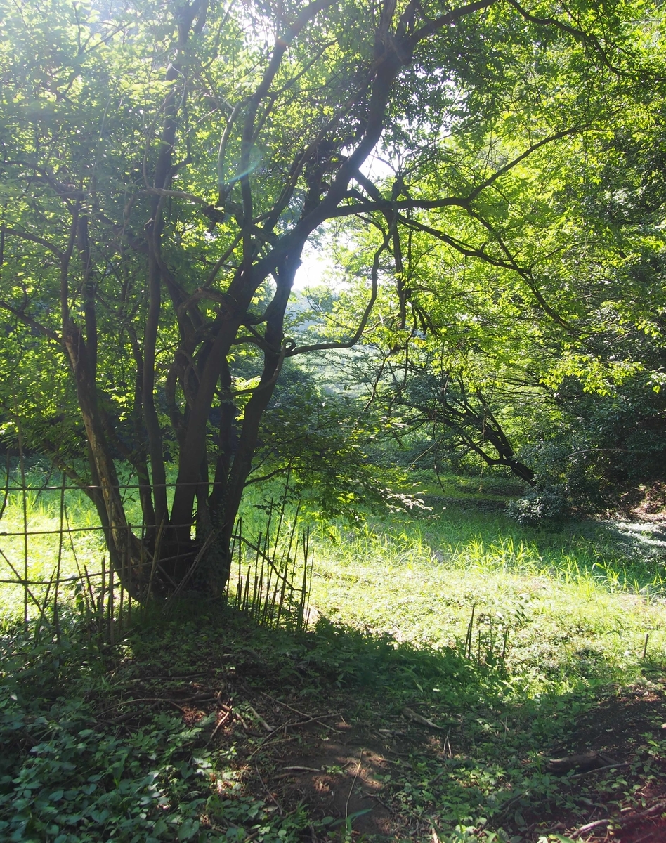 f:id:atelier-maan:20190728152431j:plain