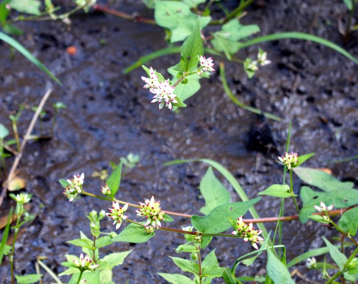 f:id:atelier-maan:20201029161416j:plain