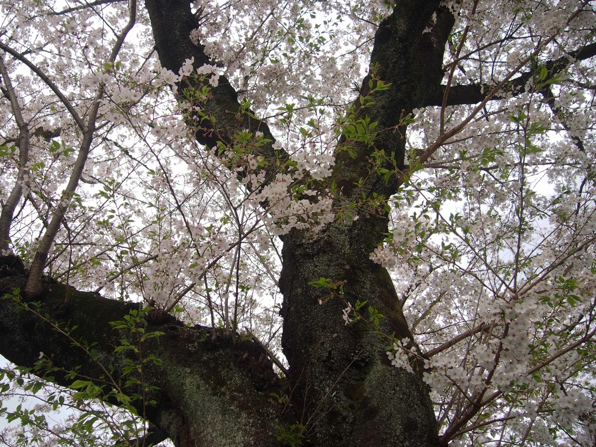 f:id:atelier-maan:20210330170832j:plain
