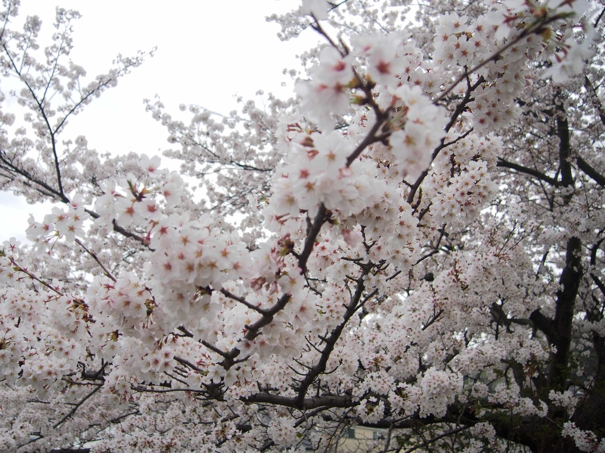f:id:atelier-maan:20210330171404j:plain