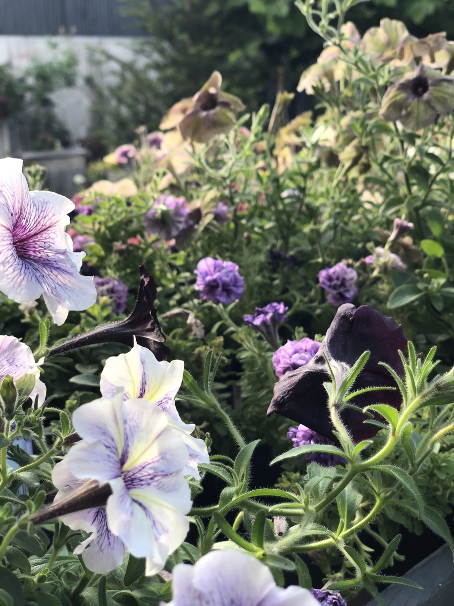 f:id:ateliercororon:20190613232448j:plain f:id:ateliercororon:20190613232448j:plain
