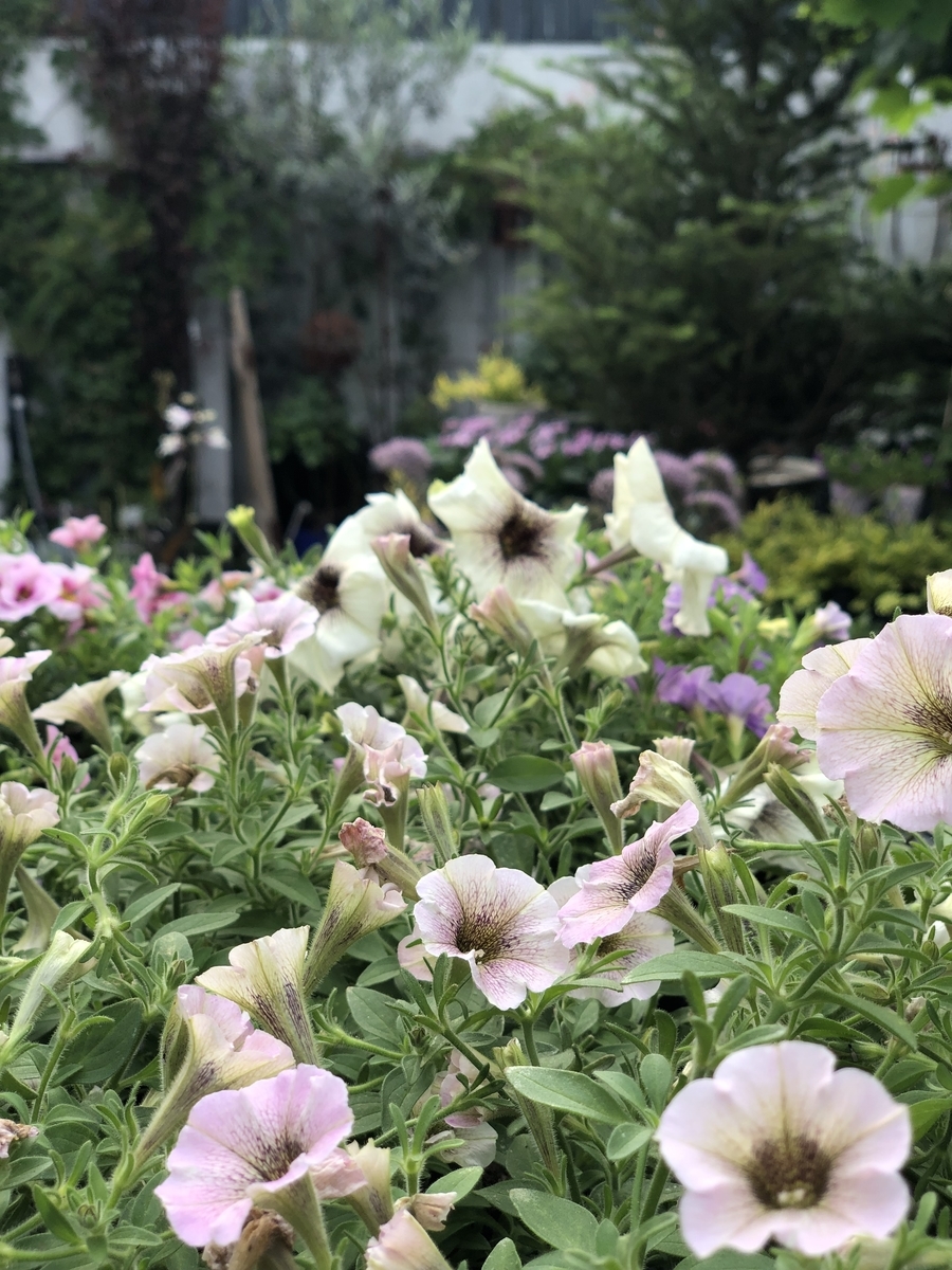 f:id:ateliercororon:20190613232619j:plain f:id:ateliercororon:20190613232619j:plain