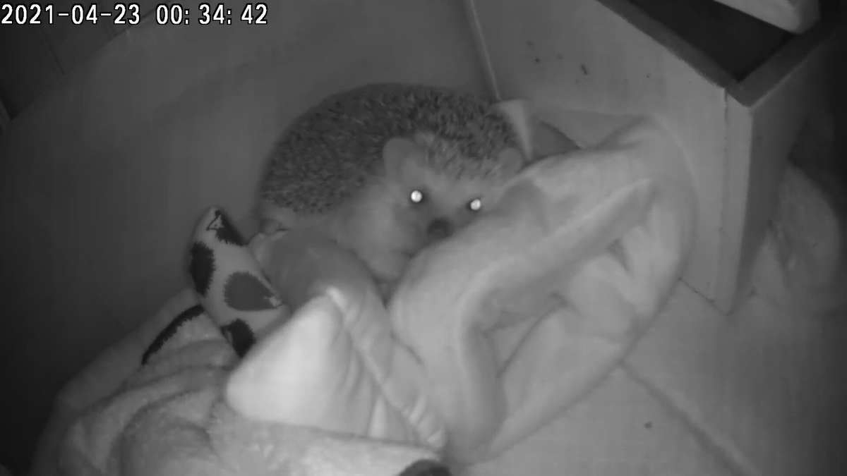 f:id:ateliermog:20210510133343j:plain