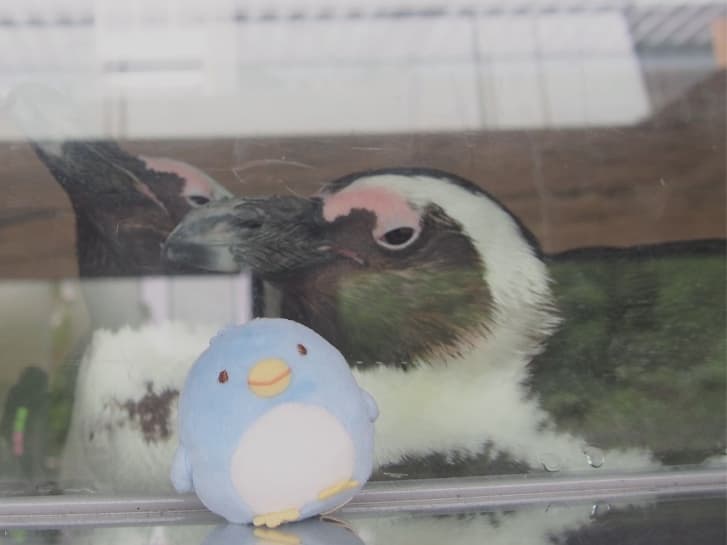 水族館でぬい撮り