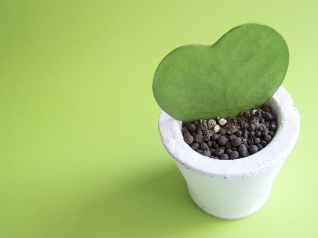 植物を枯らしてしまう人 あてもなく