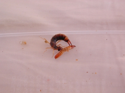f:id:athemus99:20100615223201j:image