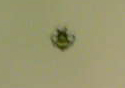 f:id:athemus99:20101231235606j:image