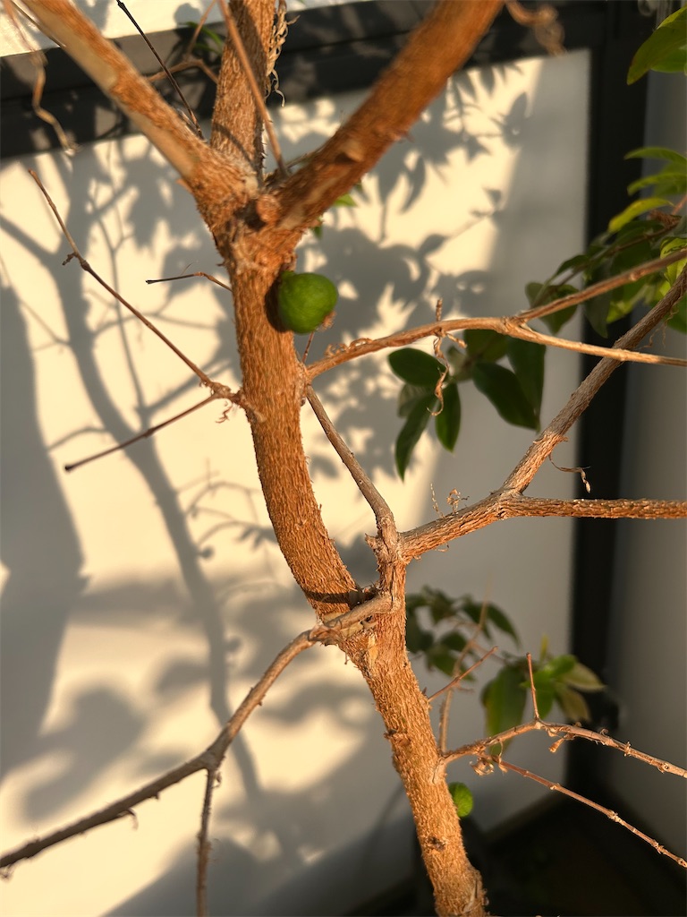 f:id:atherver2:20230602015627j:image