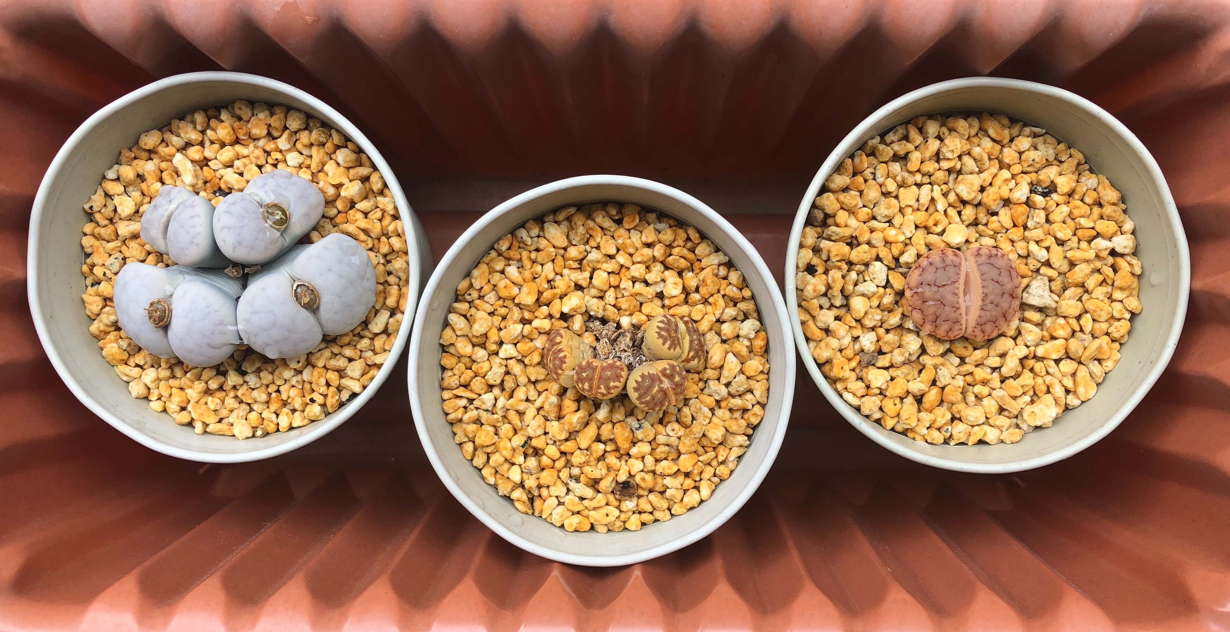 リトープスの梅雨の水やり あの人さんの趣味の備忘録