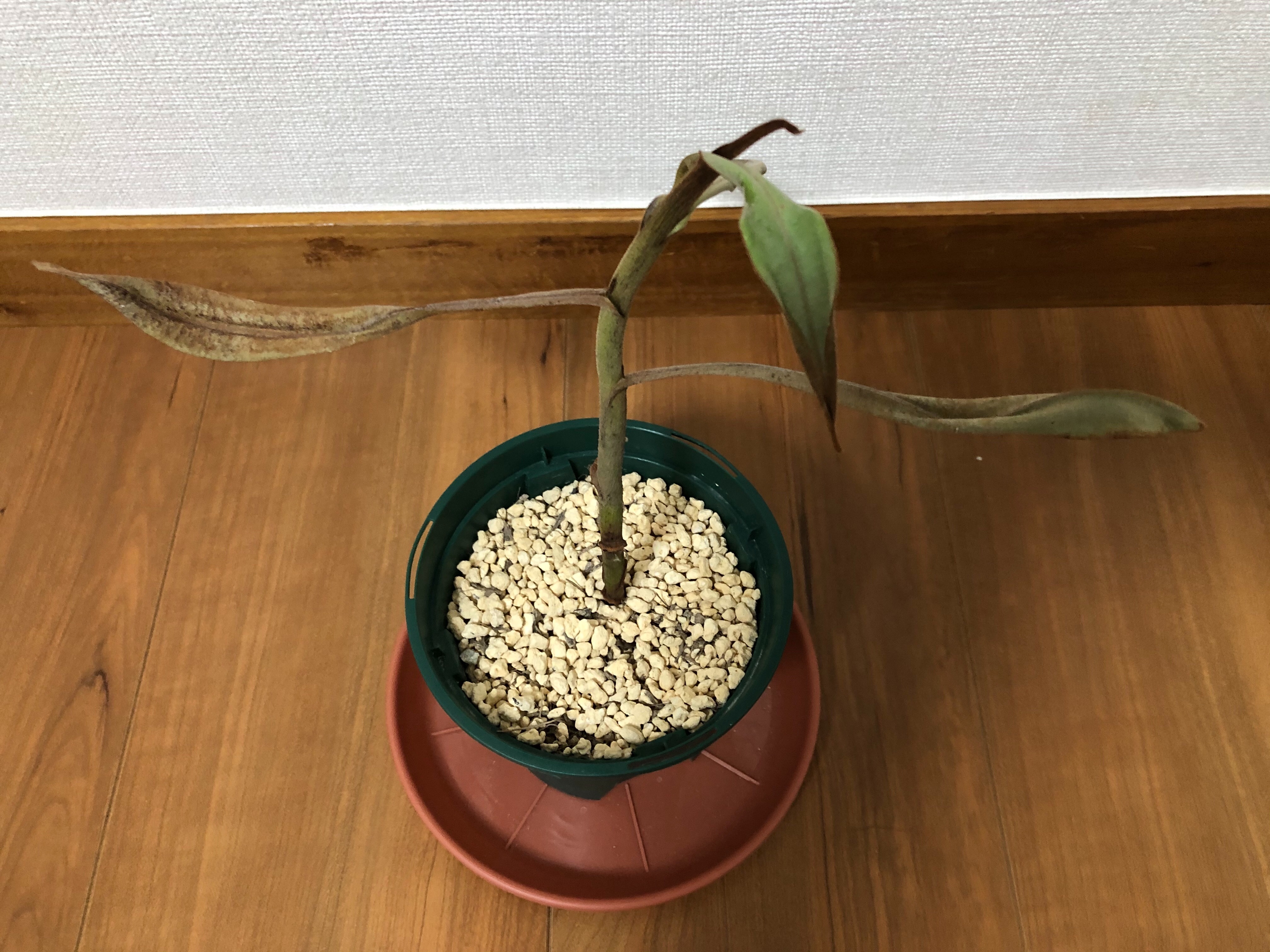 また枯死させてしまった ので茎伏せ あの人さんの趣味の備忘録