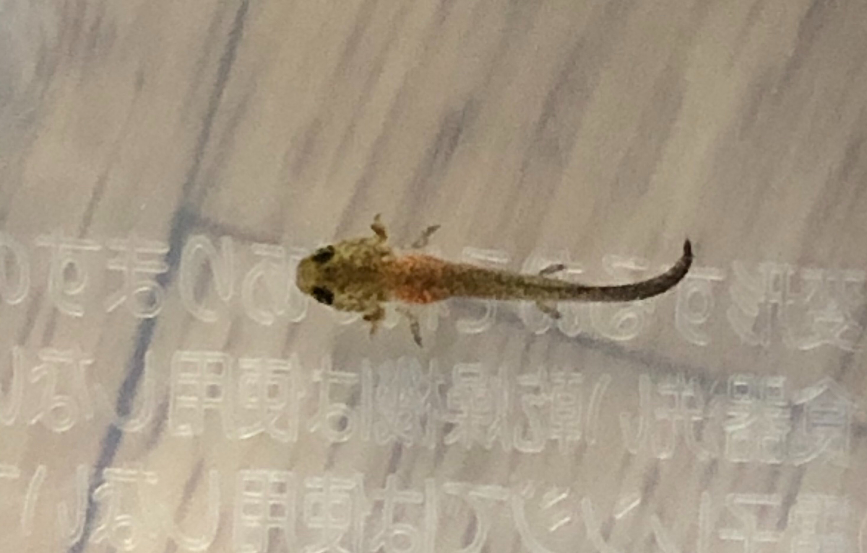 幼生1匹死亡 1匹瀕死 あの人さんの趣味の備忘録
