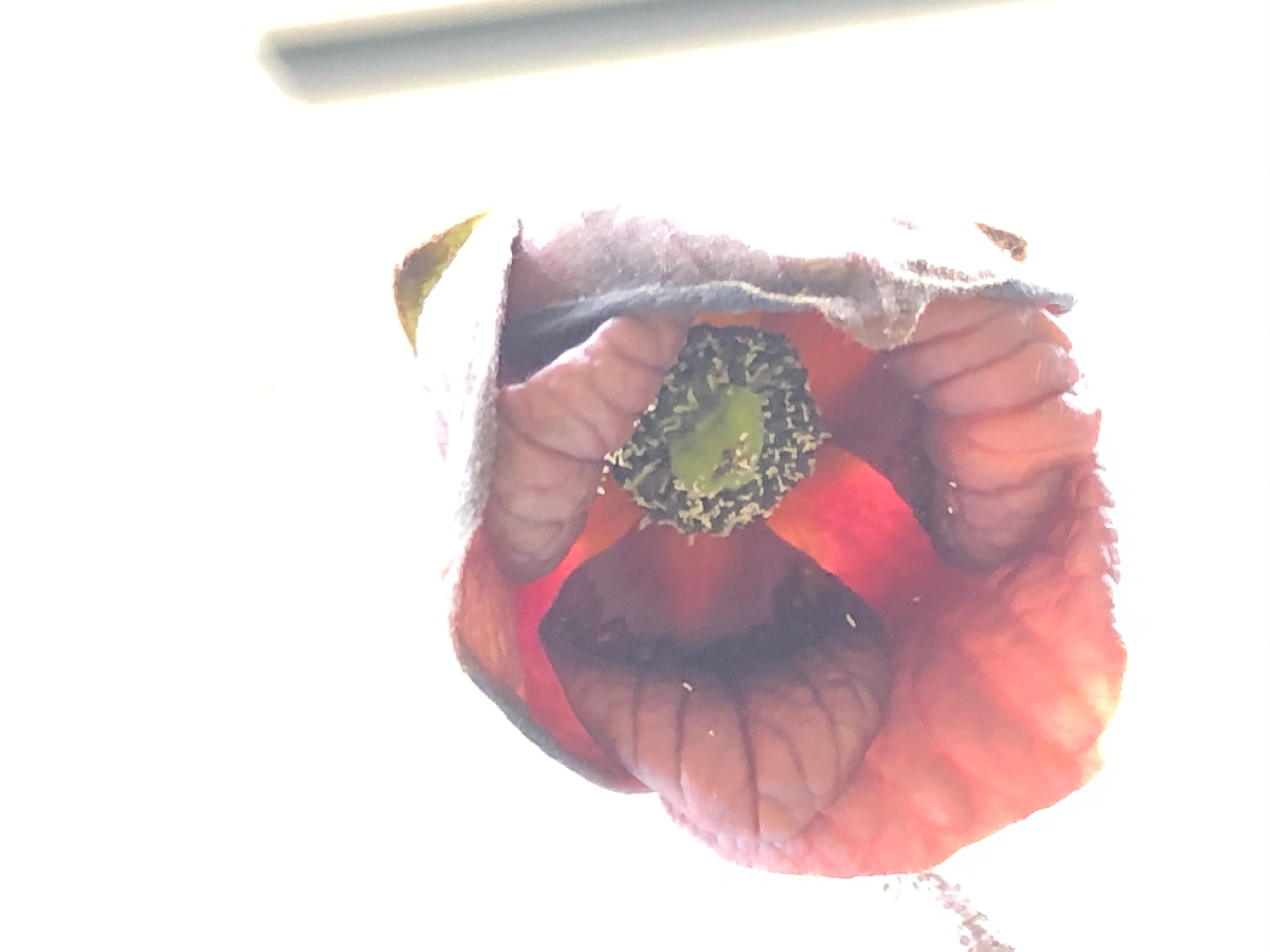 ポポー 人工受粉してみた あの人さんの趣味の備忘録