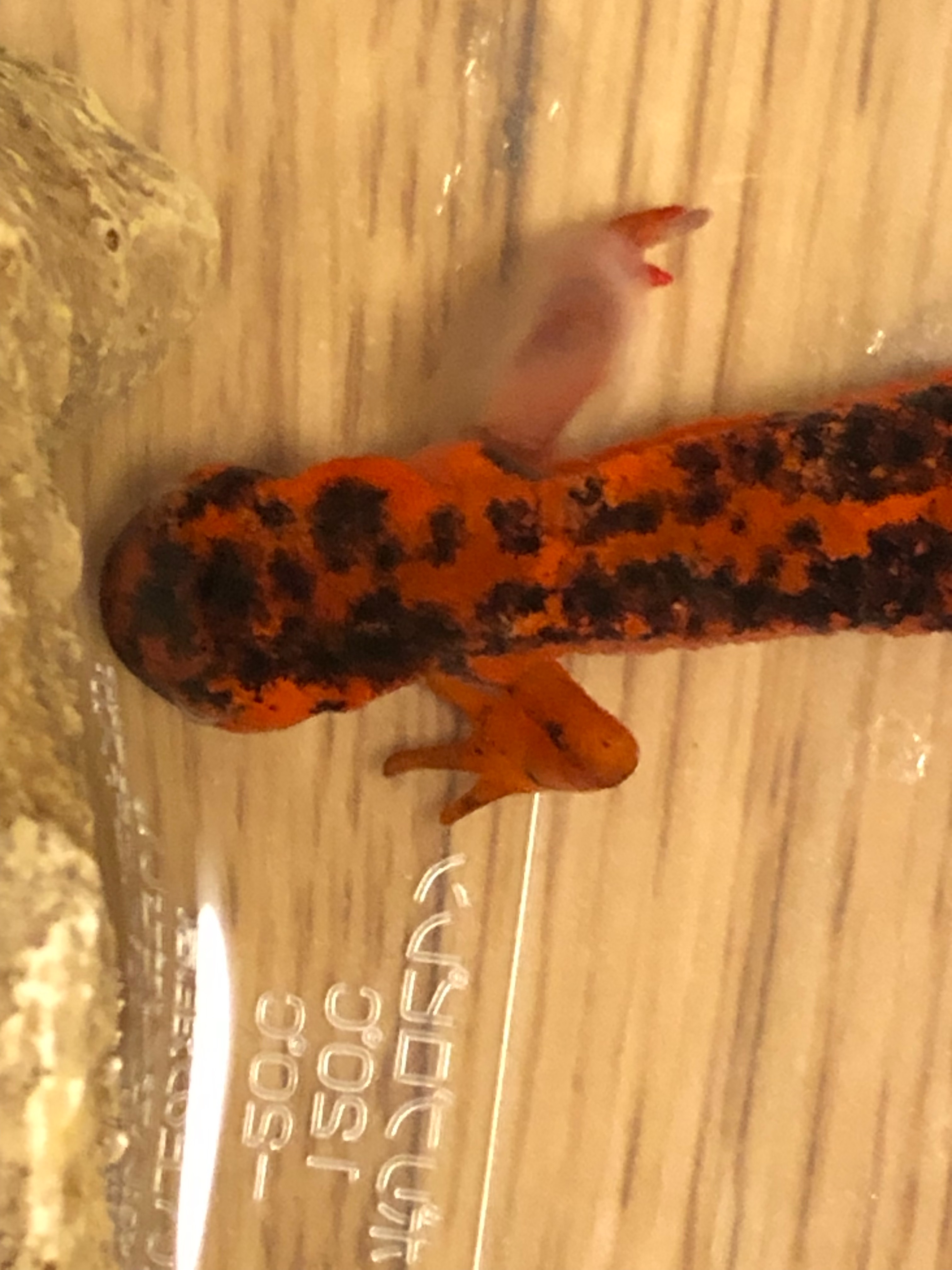 デスロール ケガ 水カビ あの人さんの趣味の備忘録