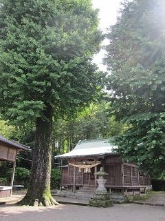 八坂神社本殿と大銀杏