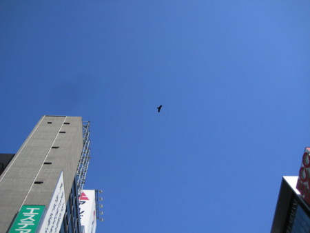 f:id:atnr:20090514155541j:image