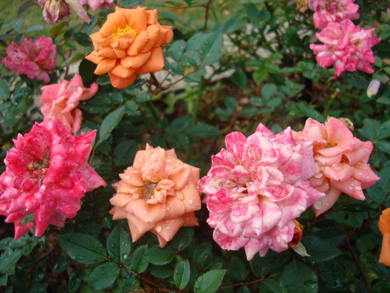 f:id:atom1919:20091017131025j:image