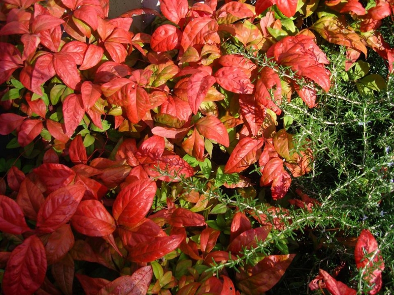 f:id:atom1919:20091027123631j:image
