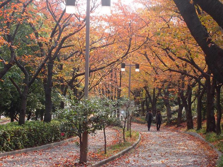 f:id:atom1919:20091128094432j:image