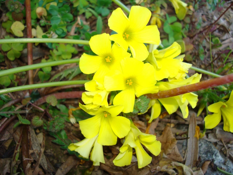 f:id:atom1919:20100102140502j:image