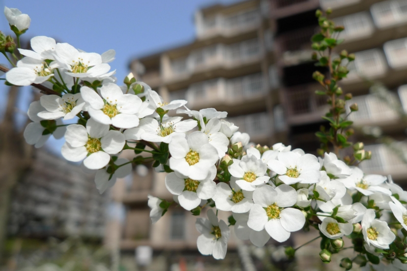 f:id:atom1919:20100314161556j:image