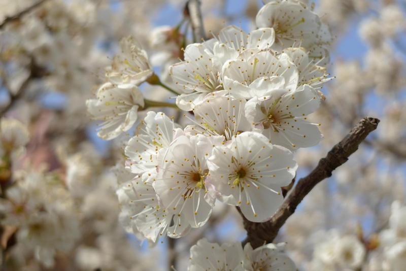 f:id:atom1919:20100314162308j:image