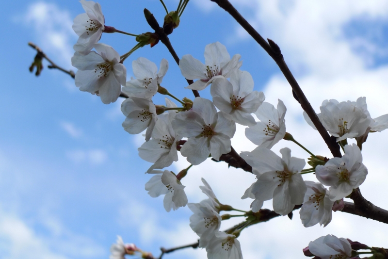 f:id:atom1919:20100329120519j:image f:id:atom1919:20100329120519j:image