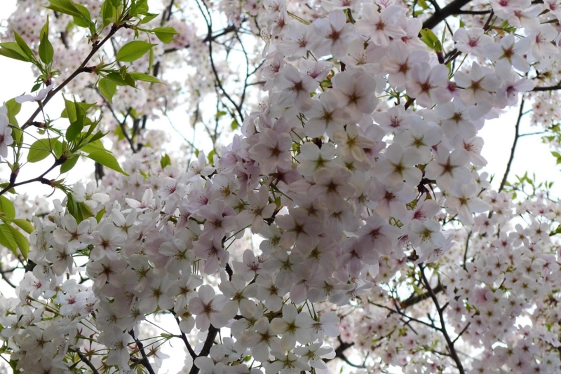 f:id:atom1919:20100403173956j:image